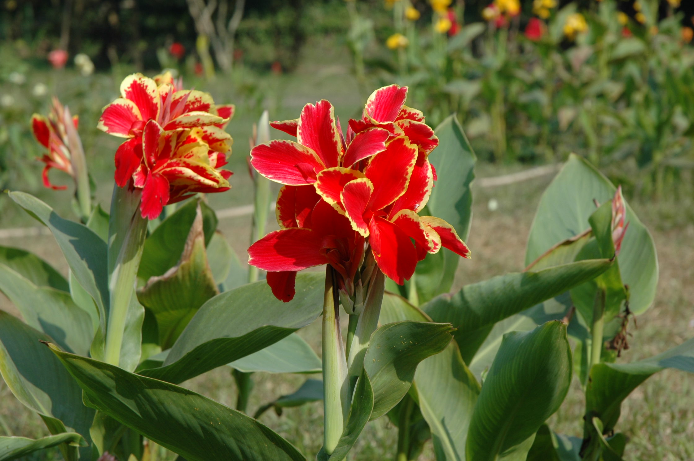 Garden Beauty